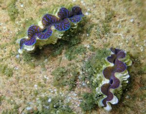 Baby giant clams now being raised in Fiji