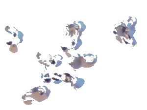 Sterling Silver Calottes (bead tips)